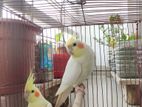 Cockatiel Lutino Parl