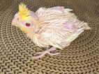 Cockatiel lutino pearl baby for sale