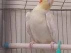 Cockatiel lutino pearl