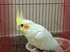 Cockatiel Lutino Pearl (ককাটেল)