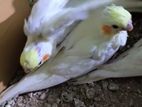 Cockatiel lutino red eye (tame size)