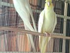 Cockatiel Lutino running pair