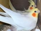 Cockatiel Lutino Running Pair with 3 babys