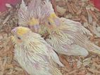 Cockatiel lutino tame size baby sell hobe