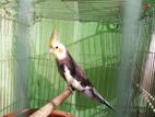 Cockatiel Mail