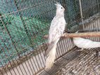 Cockatiel Male & Female