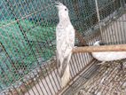 Cockatiel Male & Female