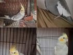 Cockatiel Male Bird