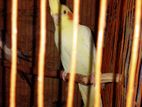 Cockatiel Male Female