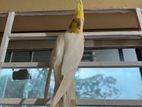 Cockatiel Male