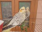 Cockatiel Male