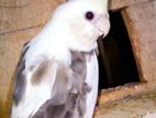 Cockatiel (male)