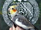 Cockatiel male
