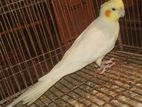 Cockatiel Male