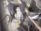Cockatiel male gray