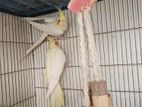 Cockatiel master breeding pair