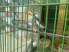 Cockatiel Master Breeding Pair