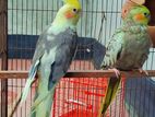 Cockatiel Master breeding pair