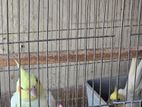 Cockatiel Master Breeding Pair- Healthy and Active