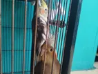 Cockatiel Master Pair Dim Soho