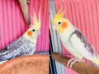 Cockatiel Master Pair