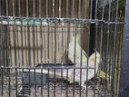 Cockatiel Master Pair