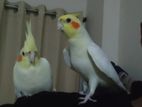 Cockatiel Master pair