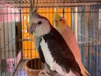 Cockatiel Master Pair