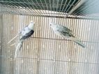 Cockatiel master pair