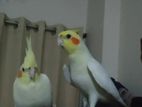 Cockatiel master pair for sell
