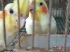 Cockatiel Master Breeding Pair with 2 Baby