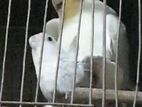 Cockatiel muster breeding pair with egg