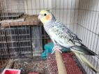 Cockatiel new adult