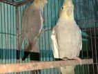 Cockatiel New Adult pair