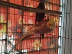 cockatiel new adult pair for sell