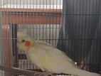 Cockatiel for sell