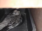 Cockatiel Pair