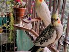 Cockatiel pair