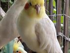 Cockatiel Pair.