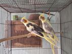 cockatiel pair