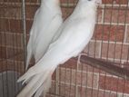 Cockatiel Pair