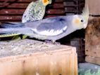 Cockatiel pair