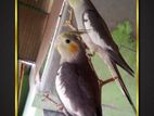 Cockatiel pair