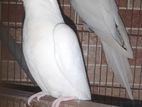 Cockatiel pair