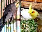 Cockatiel (pair)