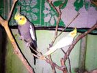 Cockatiel (pair)