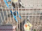 Cockatiel Pair