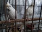 Cockatiel pair