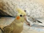 Cockatiel pair for sell