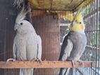 Cockatiel pair for sell